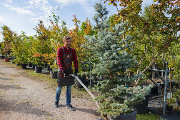 How Our Tree Care Process Works  in  Lewisport, KY